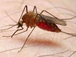 why malaria