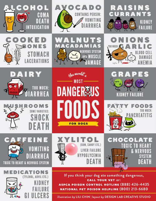 foods dogs should never eat